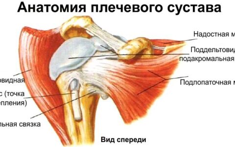 Упражнения для плечевого сустава
